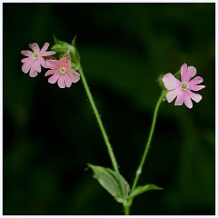 Thornham Walks 003  Red Campion
