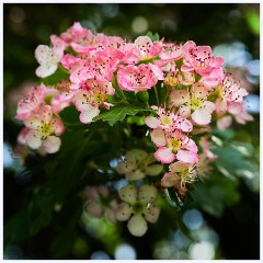Thornham Walks 005  Roses