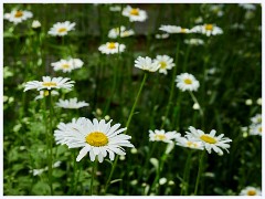 Thornham Walks 006  Daisies