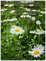 Thornham Walks 007  Daisies
