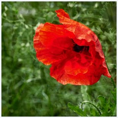 Thornham Walks 008  Poppy