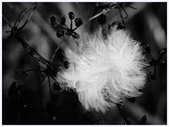 Thornham Walks 009  Feather