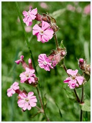 Thornham Walks 010  Red Campion