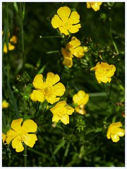 Thornham Walks 011  Buttercups