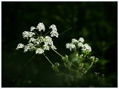 Thornham Walks 015  Cow Parsley