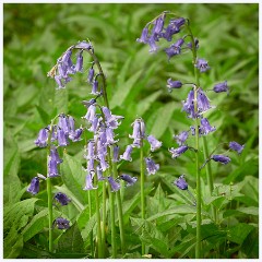 Waresley Woods 002