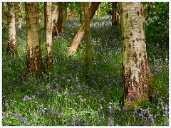 Waresley Woods 003