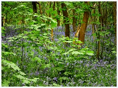 Waresley Woods 005