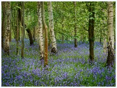Waresley Woods - May