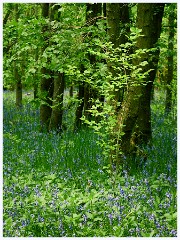 Waresley Woods 008