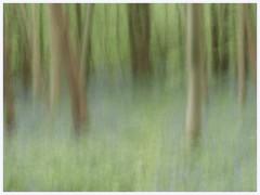 Waresley Woods 010