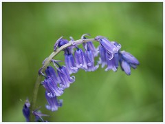 Waresley Woods 011