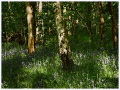 Waresley Woods 012