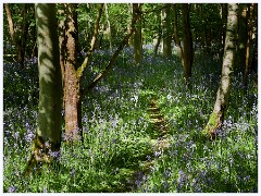 Waresley Woods 013