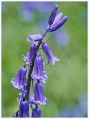 Waresley Woods 016