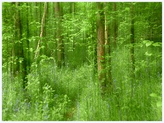 Waresley Woods 019