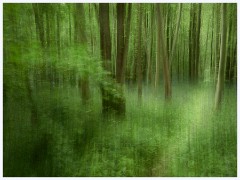 Waresley Woods 020