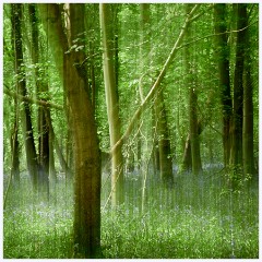 Waresley Woods 021