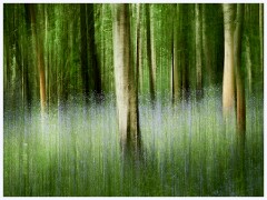Waresley Woods 022