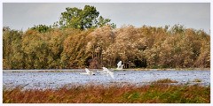 001 Welney Wetland Centre