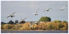 003 Welney Wetland Centre