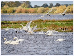 004 Welney Wetland Centre