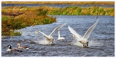005 Welney Wetland Centre