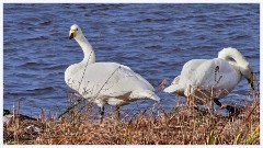 007 Welney Wetland Centre