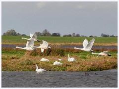 Welney Wetland Centre- October