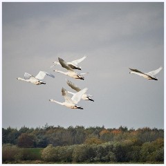 011 Welney Wetland Centre