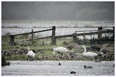 015 Welney Wetland Centre