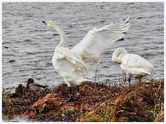 016 Welney Wetland Centre