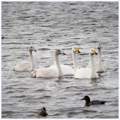 017 Welney Wetland Centre