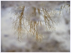 Cambourne 001  Puddle Reflection