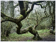 Cambourne 007  Monkfield Wood