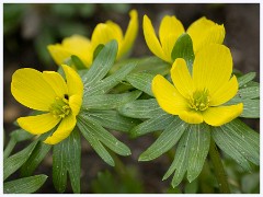 Wimpole Hall 007  The Gardens - Winter Aconite