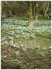 Wimpole Hall 010  The Gardens - Snowdrops