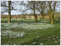 Wimpole Hall 011  The Gardens - Snowdrops