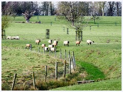 Wimpole Hall 013  Sheep Pastures