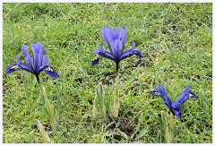 Wimpole Hall 016  The Walled Garden - Mini Iris