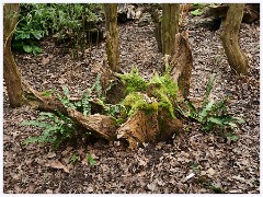 Wimpole Hall 021  The Stumpery