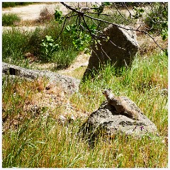 010 California  Folsom Reservoir - Squirrel