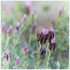 011 California  The Garden Lavender and Bee