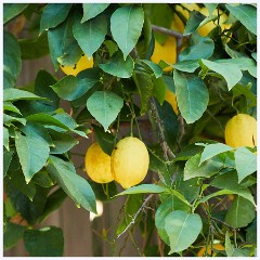 017 California  The Garden Lemon Tree