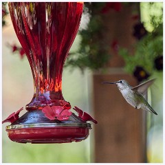 018 California  The Garden Hummingbird
