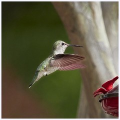019 California  The Garden Hummingbird