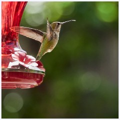 020 California  The Garden Hummingbird