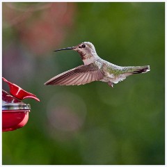 021 California  The Garden Hummingbird