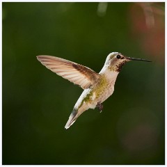 022 California  The Garden Hummingbird