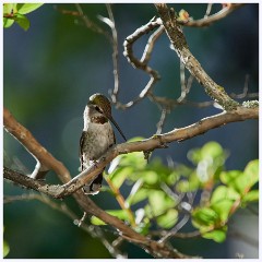 023 California  The Garden Hummingbird
